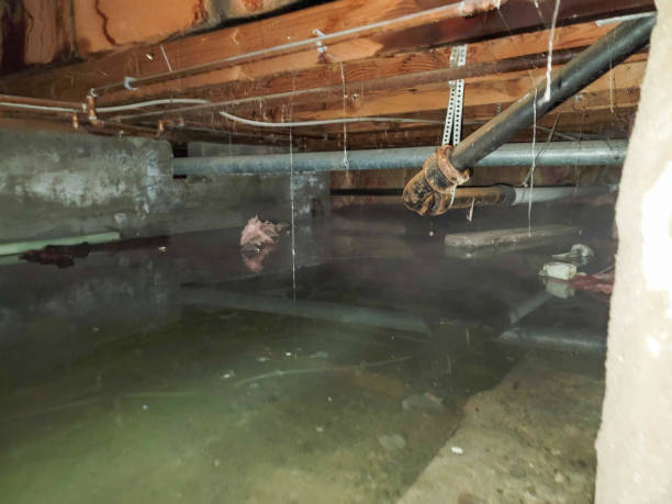 Best Flood damage cleanup  in Ortonville, MI